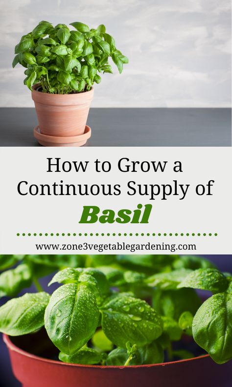 Indoor Basil Plant Care, When To Plant Basil Seeds, Tips For Growing Basil, Kitchen Basil Plant, Basil In Pots Growing, How To Grow Basil In Water, Basil Growing Indoors, Basil Indoors Growing, How To Care For Basil Outdoors