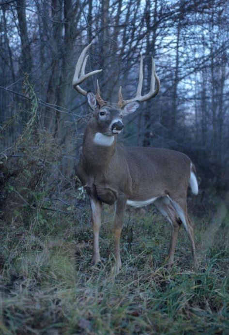 Legendary Whitetail's Blog - Spike Buck to Booner: The Magic of Age Big Whitetail Bucks, Whitetail Deer Pictures, Whitetail Hunting, Buck Hunting, Deer Photography, Whitetail Deer Hunting, Deer Artwork, Big Deer, Hunting Pictures