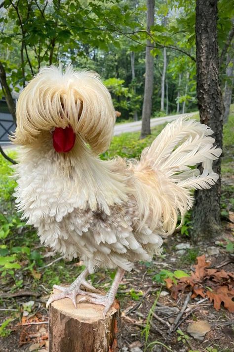 Polish chickens aren’t actually from Poland. One of their most distinctive features is a huge, fluffy crest of feathers that surrounds their heads and sometimes gets in their eyes. This distinctive puff of feathers is where they got their name, as it resembles the large, square hats Polish soldiers used to wear. //Photo credit: Instagram @katieeberhart Square Hats, Polish Chickens Breed, Draw Chicken, Sultan Chicken, Garden Backyard Ideas, Polish Chickens, Fluffy Chickens, Dinner Ideas Chicken, Aesthetic Chicken