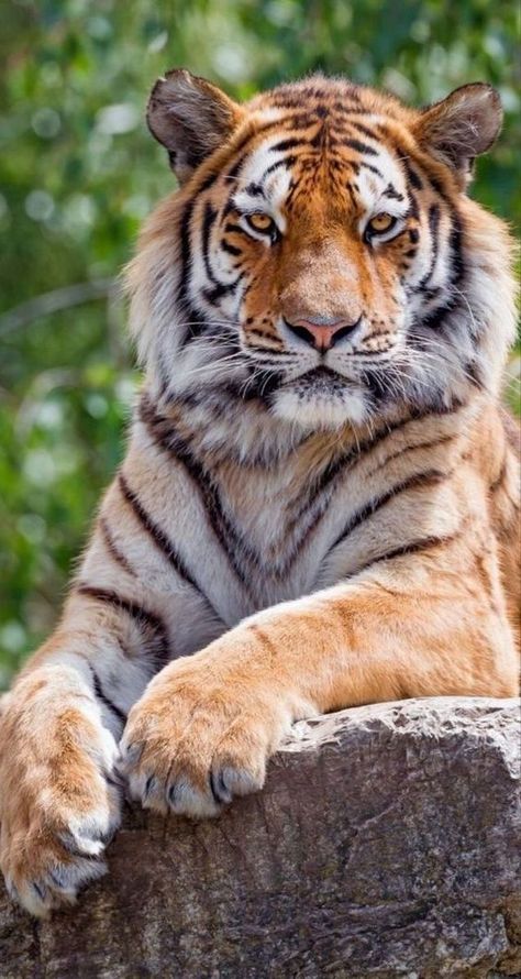 ♔ Les Tigres - Tigers Bengal Tiger Photography, Tigre Wallpaper, Tiger Photography, Big Cats Photography, Small Wild Cats, Wild Animal Wallpaper, Tiger Artwork, Tiger Love, Tiger Pictures