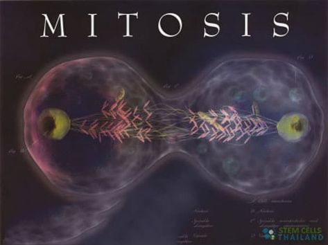 5 Phases of Mitosis - Regeneration Center Science Notebooks, Ap Biology, Phases Of Mitosis, Genetic Counseling, Middle School Science Experiments, Rock Cycle, Pregnancy Art, Interactive Science Notebook, Medical Careers