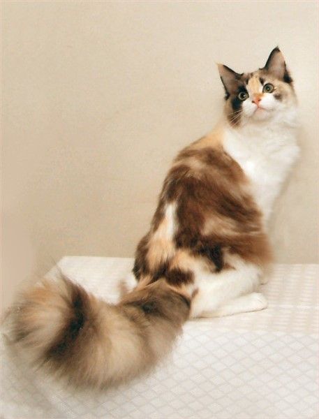 Natural mink and white tortie RagaMuffin Beautiful Cat Images, Ragamuffin Cat, Cat Anatomy, Beautiful Cats Pictures, Warrior Cats Art, Gorgeous Cats, Cat Pose, Most Beautiful Cat Breeds, Beautiful Cat Breeds
