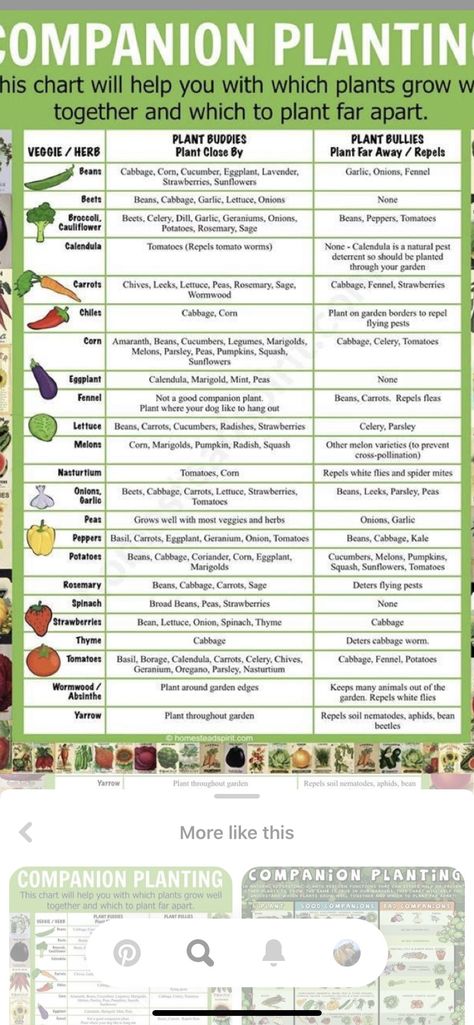 Planting Chart, Companion Planting Vegetables, Companion Planting Chart, Companion Gardening, Garden Companion Planting, Info Video, Garden Layout Vegetable, Vegetable Garden Planning, Vegetable Garden Diy