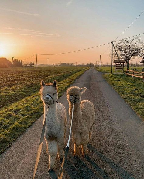 Farm Life Animals, Alpaca Farm Aesthetic, Cute Alpaca Aesthetic, Lama Pictures, Lama Aesthetic, Farm Animals Aesthetic, Hobby Farm Aesthetic, Alpaca Aesthetic, Alpaca Photography