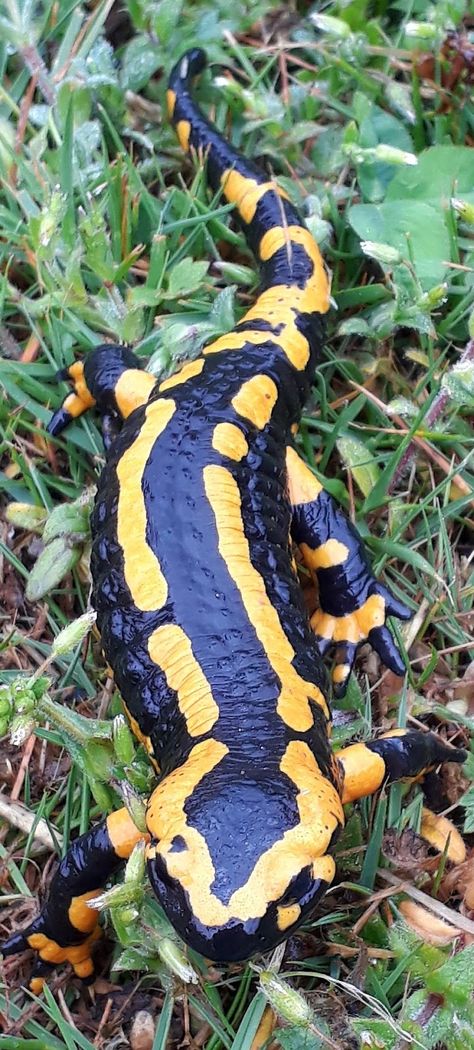 Salamanders, Nature, Fire Salamander Art, Salamander Aesthetic, Air Perspective, Wetland Biome, Fire Salamander, Amazing Frog, Reptile Room