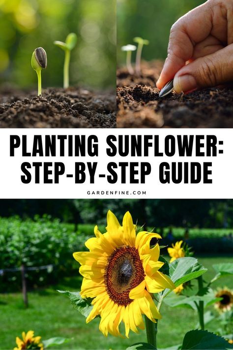 Save this pin for the best tips on planting sunflowers and watch your garden bloom! 🌻🌿 #GardeningTips #Sunflowers #GreenThumb #GrowYourOwn #GardeningInspiration How To Plant Sunflowers, Growing Sunflowers From Seed, When To Plant Sunflowers, Planting Sunflower Seeds, Plant Sunflowers, Sunflower Seedlings, Propagating Hydrangeas, Types Of Sunflowers, Growing Sunflowers