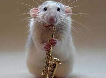 Saxophone playing mouse Hamsters, Dumbo Rat, Funny Mouse, Cute Rats, A Rat, Pet Rats, Silly Animals, Cute Mouse, Musical Instrument