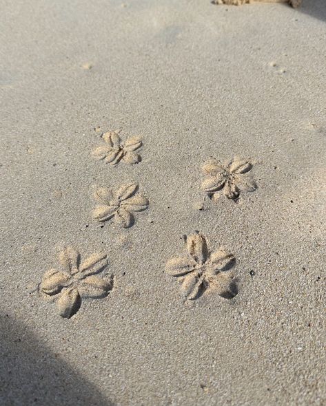 Aesthetic Sand, Beach Sand Art, Beachy Prints, Beach Icon, Beach Tan, Seaside Florida, Beach Flowers, Hawaii Beach, Aesthetic Vibes