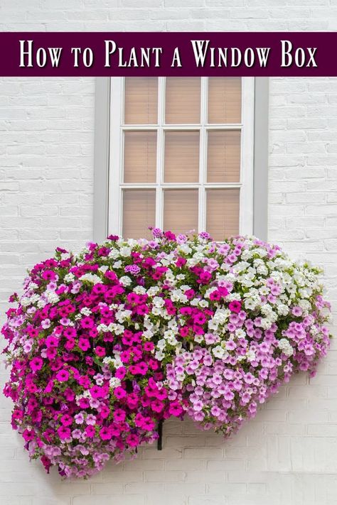 How to Plant a Window Box - Window boxes allow you a lot of gardening freedom, but there is a correct way to do it. Here are the best plants for window boxes and even how to plan a window box! Balcony Flower Box, Plants For Window Boxes, Outdoor Flower Boxes, Planter Boxes Flowers, Window Box Ideas, Window Baskets, Window Box Plants, Plant Window, Balcony Planters