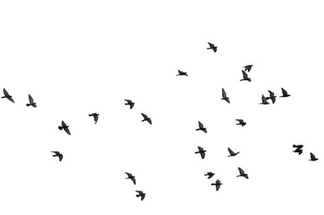 Flying Bird Vector, Autocad 2016, Birds Png, Flying Pigeon, Sky Textures, Holi Photo, Pure White Background, Bird Sketch, Birds In The Sky