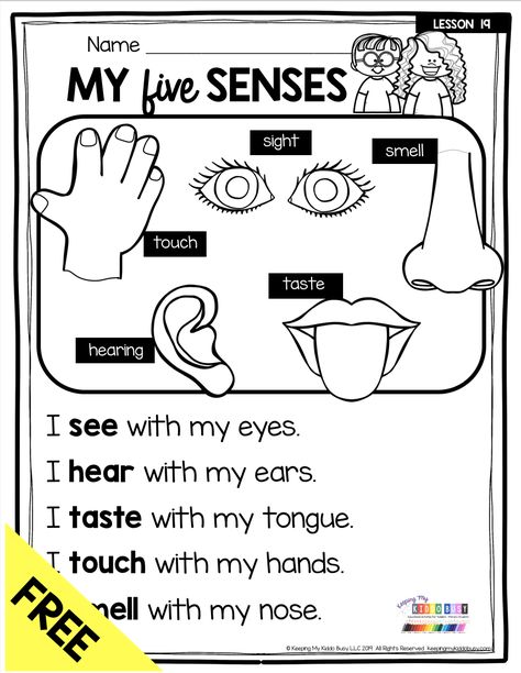 FREEBIE MY FIVE SENSES - free activities and printables for teaching about the human body and fives senses for pre-k kindergarten and first grade classrooms - science centers and hands-on worksheets - learn about our bones - muscles - organs - brain - sense of smell - sense of touch - sense of hearing - sense of sight and sense of taste - try FREEBIE and get ideas for your primary science lesson plans #kindergartenscience #firstgradescience #myfivesenses #kindergartenreading #fivesenses Five Senses Kindergarten Worksheets, Teaching Senses To Preschoolers, Science For Kindergarten Lesson Plans, Human Body First Grade, Science Lesson Plans For Preschool, First Grade Science Activities, Pre K Science Worksheets, Science For Kindergarten Worksheets, Kindergarten Lesson Ideas