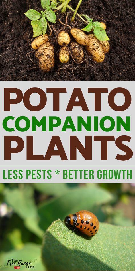 Sweet Potato Companion Planting, Vegetable Planting Companions, Potato Planting Ideas, Melon Companion Planting, Companion Plants For Potatoes, Potato Companion Planting, Companion Planting Potatoes, What To Plant Together In Garden, Interplanting Vegetables