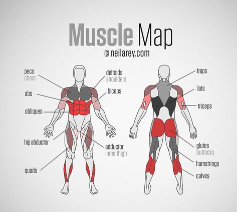 For help hitting all your major muscle groups. | These 29 Diagrams Are All You Need To Get In Shape Workout Routines, Muscle Groups To Workout, Muscle Diagram, Bodyweight Workout Routine, Exercise Muscle, Muscle Anatomy, Workout Snacks, Major Muscles, Workout Chart