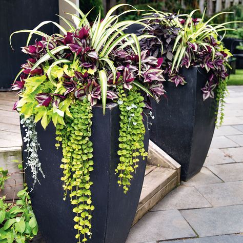 Spider plants, wandering Jew, creeping Jenny, Sweet potato vine in planter pots Backyard Planters, Front Porch Flowers, Tanaman Pot, Porch Landscaping, Porch Flowers, Have Inspiration, Outdoor Pots, Garden Containers, Front Yard Landscaping Design