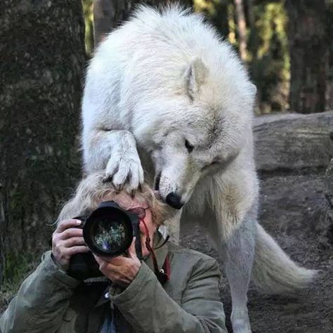 Afraid of the Wolf? Wolf Hybrid, Photo Animaliere, Wolf Love, Wolf Pictures, Wolf Spirit, Beautiful Wolves, 웃긴 사진, White Wolf, Wild Dogs