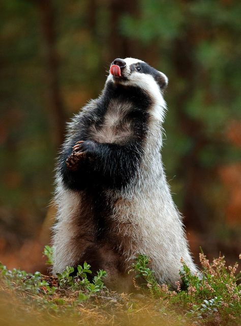 English Badger, Badger Aesthetic, Badger Images, Badger Animal, American Badger, European Badger, Photo Animaliere, Animal Symbolism, Honey Badger