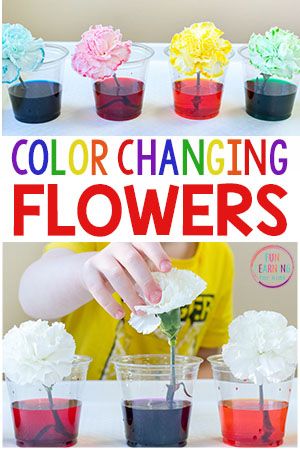 Science Lesson Preschool, Science And Nature Center Preschool, Kindergarten Home Activities, Color Changing Science Experiment, Plants First Grade Science, Seasons Stem Activities Preschool, Seasons Stem Activity, Prek Rainy Day Activities, Spring Theme Crafts Preschool