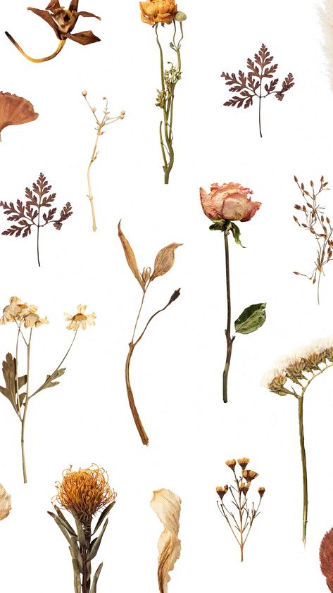 Dried flower pattern mobile wallpaper | free image by rawpixel.com / sasi Dried Flowers Print, Dried Flower Wallpaper Iphone, Dried Flowers Pattern, Vintage Flowers Design, Dried Flower Design, Dried Flowers Illustration, Dried Flower Drawing, Dry Flowers Wallpaper, Dried Flower Wallpaper