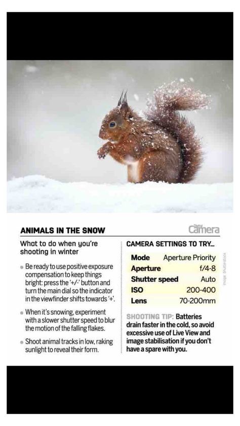 #camera #settings #for #snow #camerasettingsforsnow Photography Cheat Sheets, Animals In The Snow, Wildlife Photography Tips, Manual Photography, Beginner Photography, Photography Settings, Nikon D5200, Film Photography Tips, Snow Photography