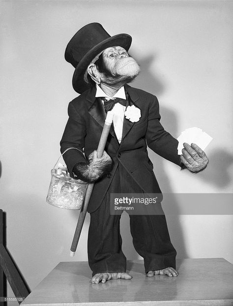 Star of the 1951 film Bedtime for Bonzo. Monkey Brains, Stock Photos Funny, Monkey See Monkey Do, Legendary Pictures, Monkey Pictures, Business Pictures, Monkeys Funny, Monkey Business, Pet Costumes