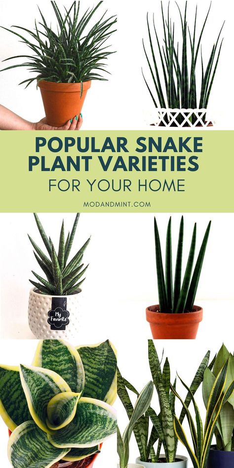 Discover Popular Indoor Sansevieria Snake Plant Varieties and How to Care of these Great Succulent Plants! Mint Plant Care, Plants To Grow Indoors, Snake Plant Propagation, Snake Plant Indoor, Snake Plant Varieties, Easy Indoor Plants, Snake Plant Care, Dracaena Plant, Easy House Plants