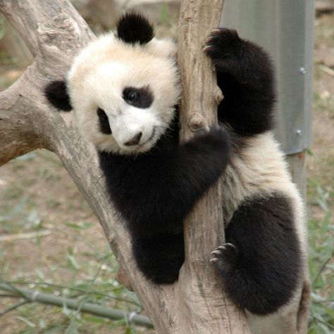 Tai Shan....love this bear Pandas, Wallpapers Panda, Panda Aesthetic, Zoo Aquarium, Baby Panda Bears, Giant Pandas, Panda Bears, Panda Wallpapers, Panda Love