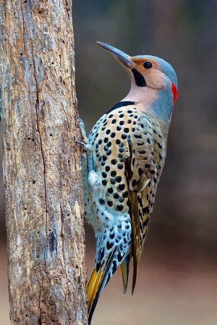 Blue, blushing faced, red feathers at low back of head Woodpecker, spotted with yellow under tailfeather's Pretty Chickens, Northern Flicker, Blue Macaw, Most Beautiful Birds, Animale Rare, Kinds Of Birds, Rare Birds, Haiwan Peliharaan, Nature Birds