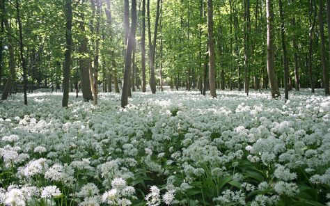 white flowers field #flowers #forest #trees #meadow #2K #wallpaper #hdwallpaper #desktop Nature, Field Wallpaper, Elves And Fairies, Cottage Core Aesthetic, Desktop Wallpapers Backgrounds, Pink And White Flowers, Laptop Wallpaper, Backgrounds Desktop, Nature Aesthetic