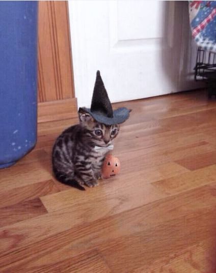 Humour, Halloween Tumblr, Halloween Meme, Funny Halloween Memes, Gatos Cool, Halloween Memes, Witch Cat, Animal Pics, Kittens Funny