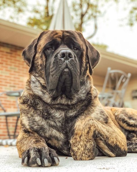 14 Huge Facts About Wonderful English Mastiffs English Mastiff Brindle, Brindle English Mastiff, Brindle Mastiff, American Mastiff, Old English Mastiffs, Bull Mastiff Dogs, Bull Mastiff Puppies, Massive Dogs, English Mastiff Dog