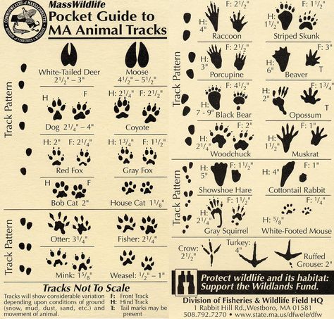 Animal tracks guide - great for nature walks and camping! Camping Survival, Info Board, Animal Tracks, Sewing Stitches, Wilderness Survival, Nature Study, Camping Fun, Camping With Kids, Outdoor Survival