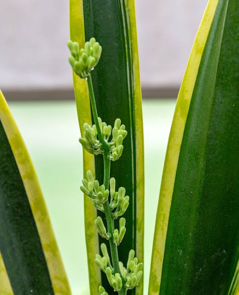 Snake Plant Care, Underwater Plants, Sansevieria Trifasciata, Snake Plants, Root Rot, Low Light Plants, Money Trees, Blooming Plants, Plant Roots