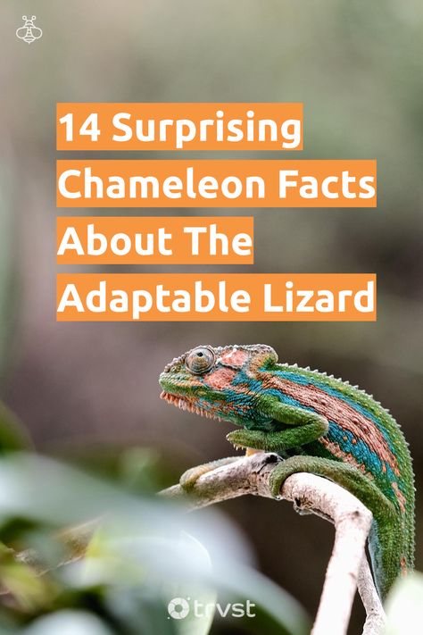 "14 Surprising Chameleon Facts About The Adaptable Lizard"- Explore the intriguing world of chameleons and their remarkable abilities to change color. Gain a deeper understanding of their distinct behaviors and natural habitats. Learn about their diverse species, diet, and reproduction, as well as interesting facts like their glowing bones and unique toes. Discover their role as pets... #trvst #facts #biodiversity #conservation #natural #explore #environment #geology #sustainableliving #gogreen Chameleon Facts, Chameleon Tongue, Parsons Chameleon, Chameleon Changing Color, Jackson Chameleon, Colorful Lizards, Veiled Chameleon, Stick Bug, Biodiversity Conservation