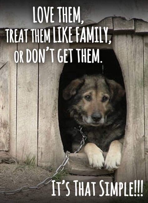 Dog Quotes, Stop Animal Cruelty, Save Animals, Jolie Photo, Sweet Animals, Animal Quotes, Dog Care, Beautiful Dogs, Animals Friends