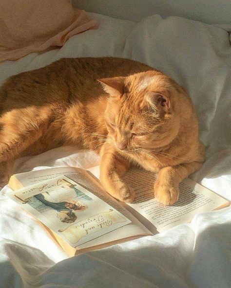 Haiwan Comel, Cats Art Drawing, Výtvarné Reference, American Threads, City Dog, Cat Reading, Orange Tabby Cats, Photo Chat, Orange Cats