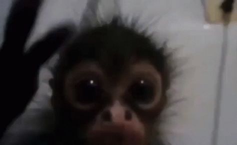 Scared Funny, Cute Monkey Pictures, Monkey Memes, Monkey Funny, Monkey Monkey, Ugly Cat, Monkey Pictures, Spider Monkey, Funny Tiktok