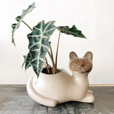 This cutie tho 😻😻😻 Happy Friday y’all! Ceramic Cat Planter SOLD DM name + email (+zip if shipped) for invoice to claim. Shop’s open 11-6 today ✨ 105-B Linden Ave Long Beach, Ca 90802 562-612-4001 _______________________________________________________ #interiordesign #interiors #vintagefurniture #midcentury #finditstyleit #vintage #vintagedecor #bohemianhome #bohohome #bohemian #home #longbeach #shoplocal #shopsmall #6thanddetroit Ceramic Cat Vase, Cat Planters Ceramic, Cat Plant Pot, Cat Planter, Plant Room, Pottery Inspo, Cat Plants, Cat Sculpture, Animal Planters