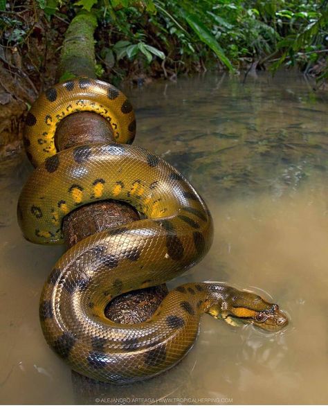 Bird | Nature | Naturelovers on Instagram: “The Green Anaconda (Eunectes murinus) 🐍 is one of the most iconic reptiles of the Amazon rainforest.  Drop ❤️❤️❤️ if you love nature.  If…” Anaconda Verde, Giant Anaconda, Anaconda Snake, Green Anaconda, Snake Photos, Wildlife Protection, Rainforest Animals, Snake Lovers, Beautiful Snakes