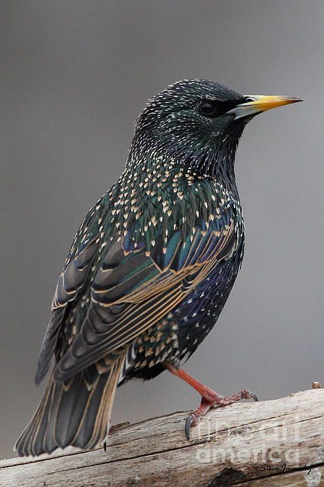 Starling - Most people dislike this bird but I love them. They can mimic any sound and I had one that used to "bark" at my feeder if it was out of suet!: Birdwatching, Bird House Kits, British Wildlife, The Photograph, Nature Birds, Haiwan Peliharaan, Backyard Birds, Bird Pictures, Exotic Birds