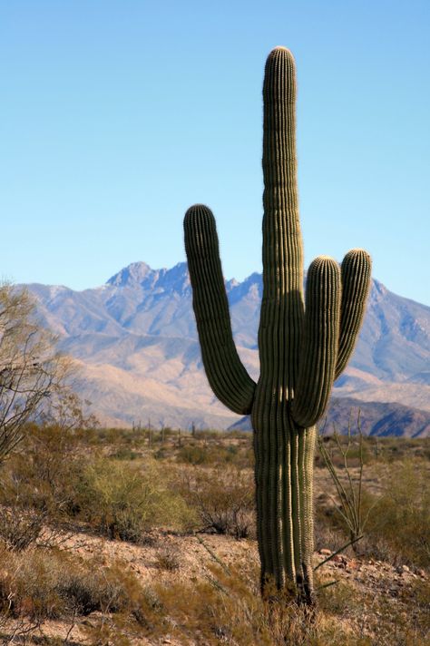 Cactus Reference, Cactus In Desert, Cactus Photos, Cactus Arizona, Cowboy Cactus, Cactus Landscape, Mexico Cactus, Cactus Photo, Cactus Pictures