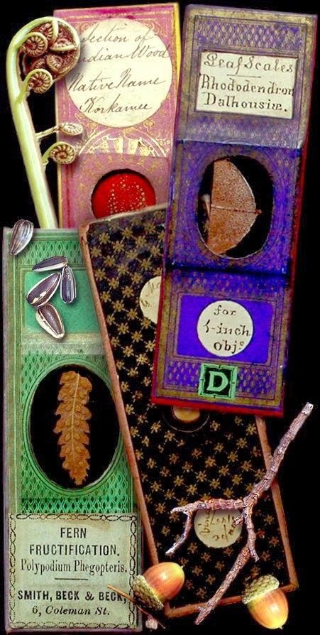 inspiration at hand Vignette Styling, Microscope Slides, Jungle Scene, Steampunk House, Witch Garden, Microscopes, Seed Pack, Nature Table, Glass Projects