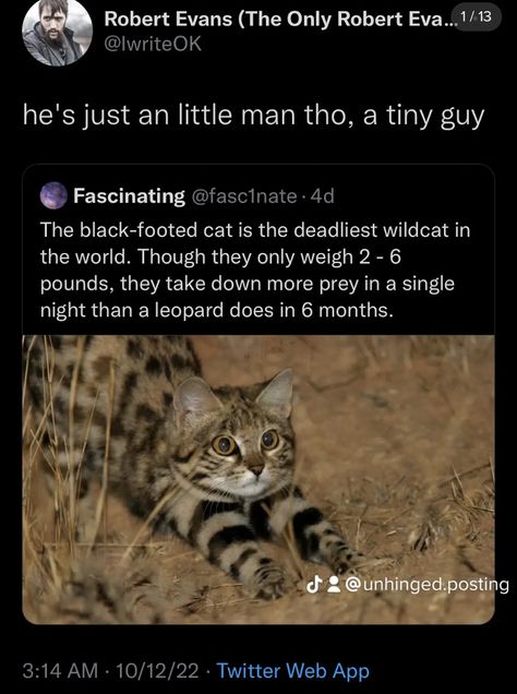 Black Footed Cat, Miles Morales Icon, Wholesome Comics, Rwby Comic, Singles Night, Funny Comic, Robert Evans, Online Comics, Silly Animals