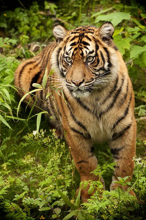 Sumatran Tiger Cheetahs, Sumatran Tiger, Tiger Love, Cat Species, Bengal Tiger, Great Cat, Cat Family, Large Cats, Alam Yang Indah