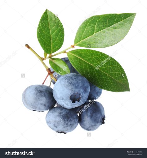 Fruit Coloring, Kristina Webb, Blueberry Plant, Fruits Drawing, Fruits Photos, Blueberry Desserts, Blue Fruits, Watercolor Fruit, Fruit Plants