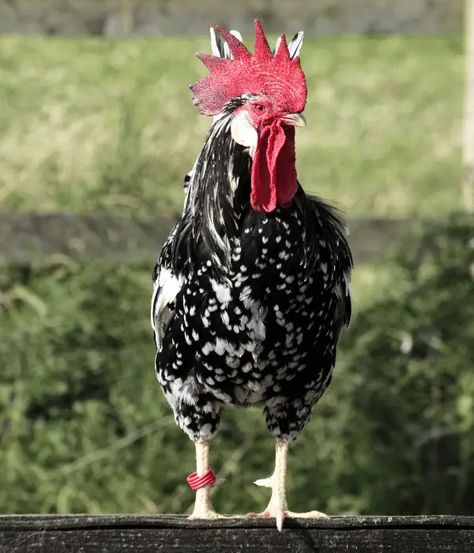 Ancona Chickens: Breed Eggs, Size, Color, Lifespan, Care, Picture, and More Chicken, Beautiful Chickens, Egg Production, Chicken Breeds, Chickens Backyard, Beautiful Birds, The History, Egg, Birds