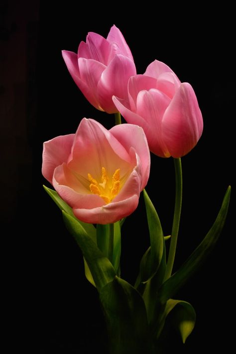 Triple Toned Tulips Garden Simple Ideas, Tulip Photography, Garden Simple, Flower Identification, Aesthetic Garden, Tulip Flowers, Garden Aesthetic, Pola Kristik, Wonderful Flowers