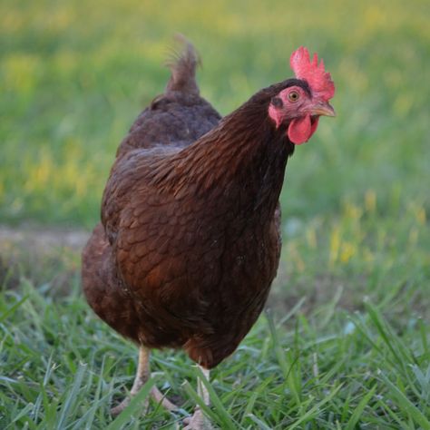 The Rhode Island Red is one of the top brown egg layers of all time... but be careful, the roosters may have it out for you!!  ~Much Love & Grit, H&N  Breed Spotlight: The Rhode Island Red | Meyer Hatchery Blog Abandoned Amusement Parks, Ghost Towns, Abandoned Houses, Abandoned Mansions, Abandoned Castles, Brown Egg, Rhode Island Red, Brown Eggs, Be Careful