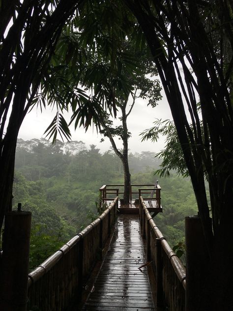 Rain drops in a Balinese jungle Tumblr, Nature, Jungle Life Aesthetic, Rainy Jungle Aesthetic, Jungle Core Aesthetic, Rain Jungle, Indonesia Jungle, Jungle Aesthetic, Life In Paradise