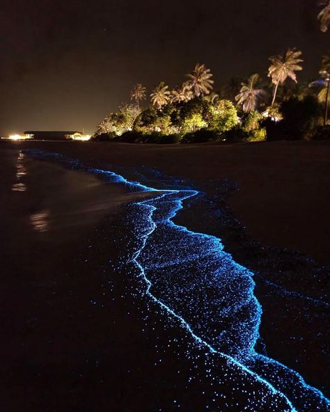 Maldive Sea Of Stars, Sea Of The Stars Maldives, Maldives Light Beach, See Of Stars Maldives, Stars Of The Sea, Sea Pf Stars Maldives, Maldives Sea Of Stars Night, Sea Of Stars Maldives Aesthetic, Maldives Star Sea