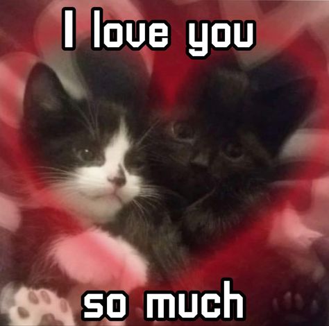 Ely, Humour, So Ive Heard Cat, Cat Love You, I Love You Cat Pictures, Cat I Love You, I Love U Cat, Cute Pictures For Her, I Love You Cat